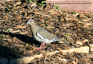 White-winged Dove